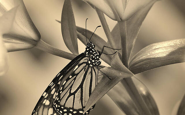 Monarch Butterfly in Warm Tones by Dylan Lees Monarch Butterfly in Warm Tones by Dylan Lees