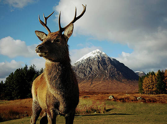 Monarch Of The Glen Print by Kennethbarker