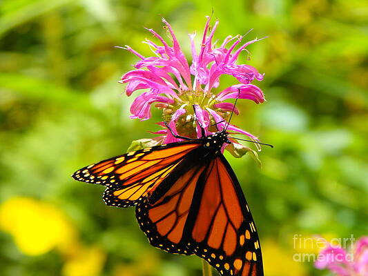 Monarch Under Flower by Erick Schmidt Monarch Under Flower by Erick Schmidt