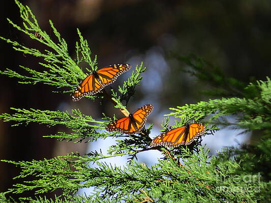 Wall Art - Photograph - Monarchs on Cypress by Craig Corwin