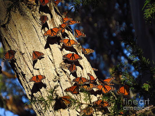 Wall Art - Photograph - Monarchs on Cypress Trunk by Craig Corwin