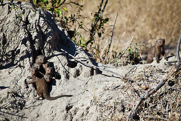 Wall Art - Photograph - Mongoose Family Peeking Out Of Burrow by Cameron MacPhail