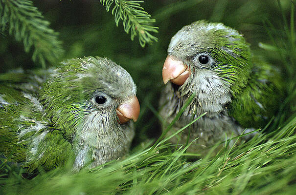 Quaker Parrot Photos for Sale - Fine Art America