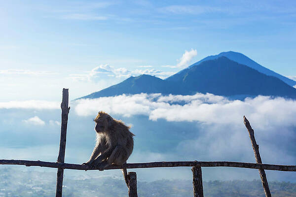 Wall Art - Photograph - Monkey At The Top Of Batur Volcano by Konstantin Trubavin