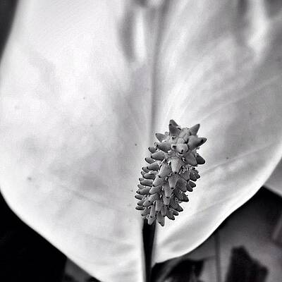 Wall Art - Photograph - Mono Lily --- Check Out More Of My by Mark David Gerson