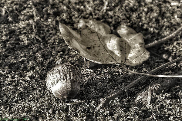 Wall Art - Photograph - Monotones by Kathi Isserman