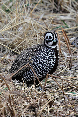 Montezuma Quail 4-2-2014 by Renny Spencer Montezuma Quail 4-2-2014 by Renny Spencer