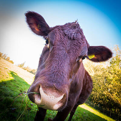 Moo Cow by Gary Gillette Moo Cow by Gary Gillette