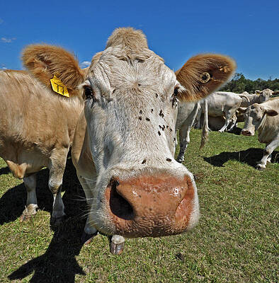 Moo by Russell Todd Moo by Russell Todd