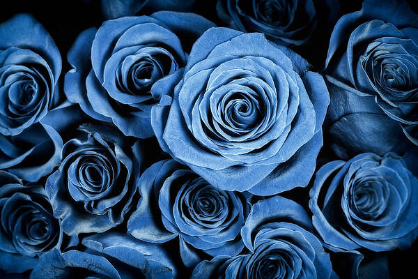 Wall Art - Photograph - Moody Blue Rose Bouquet by Adam Romanowicz