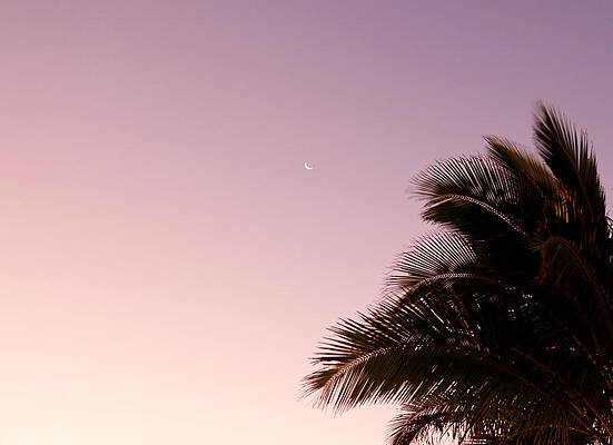 Wall Art - Photograph - Moon in dawn sky by palm trees by Steven Heap
