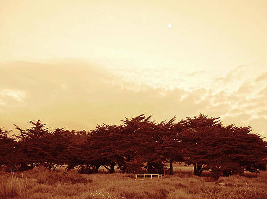 Wall Art - Photograph - Moon Over Cypress Grove by Lorraine Devon Wilke
