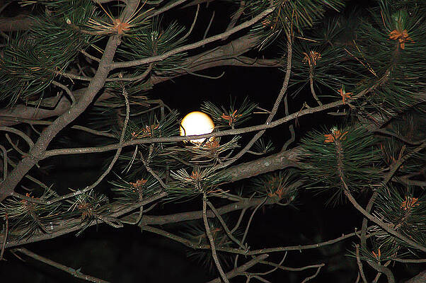 Wall Art - Photograph - Moon Through Pines by Aimee L Maher ALM GALLERY