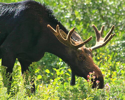 Moose In The Basin by Gene Praag Moose In The Basin by Gene Praag
