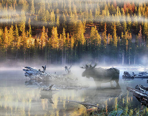 Moose Lake by Leland D Howard Moose Lake by Leland D Howard