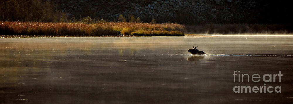 Moose on Blue Lake by Sam Rosen Moose on Blue Lake by Sam Rosen