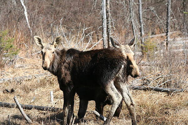 Moose x Two by Dr Carolyn Reinhart Moose x Two by Dr Carolyn Reinhart