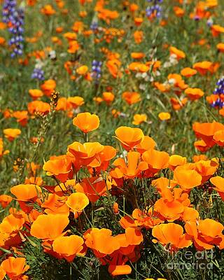 Wall Art - Photograph - More Poppy by Bill Singleton