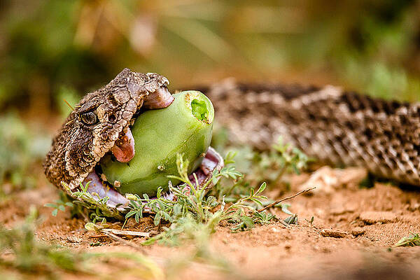 More Than He Could Chew by David Vaughn