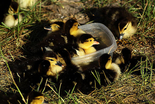 Wall Art - Photograph - Quack tastic Fun by Chauncy Holmes