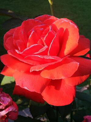 Morning Dew On An Orange Rose by Tracy W Smith Morning Dew On An Orange Rose by Tracy W Smith