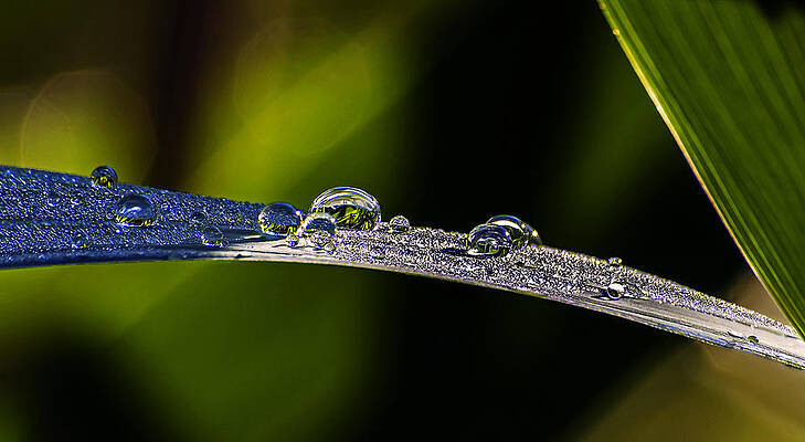 Morning Dew On Grass Blade by Michael Whitaker Morning Dew On Grass Blade by Michael Whitaker