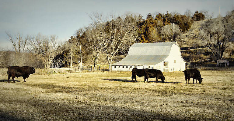 Wall Art - Photograph - Morning Graze by Cricket Hackmann