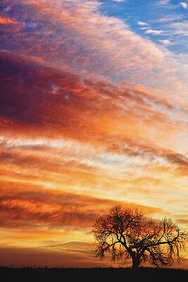 Wall Art - Photograph - Morning Has Broken Like the First Dawning Portrait by James BO Insogna