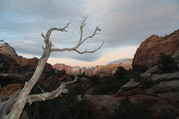 Morning Light by Adriann Partrick