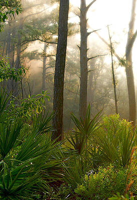 Morning Light by Guy Hoffman Morning Light by Guy Hoffman