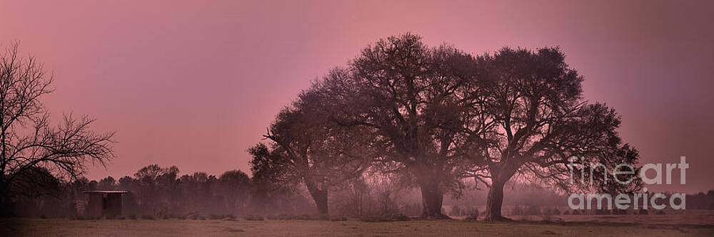 Wall Art - Photograph - Morning Whispers in Mississippi by T Lowry Wilson