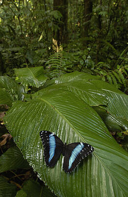 Wall Art - Photograph - Morpho Butterfly In Rainforest Ecuador by Pete Oxford