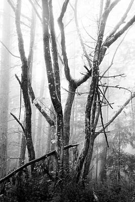 Moss and Tree 2 by D Scott Clark Moss and Tree 2 by D Scott Clark