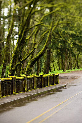 Wall Art - Photograph - Moss Covered Bridge And Trees Alongside by Corey Hendrickson