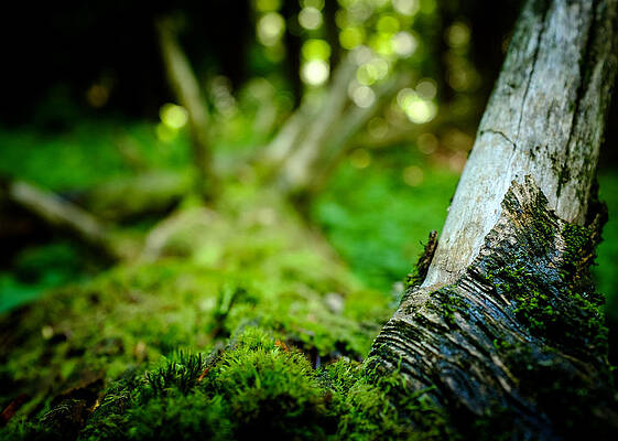 Wall Art - Photograph - Moss covered log across a creek by Chris Bordeleau