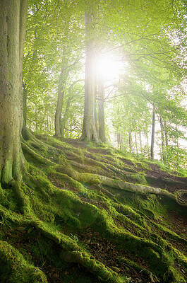 Mossy Tree Roots On Forest Hillside Print by Matt Walford