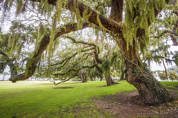 Wall Art - Photograph - Mossy Trees at Jekyll Island by Debra and Dave Vanderlaan