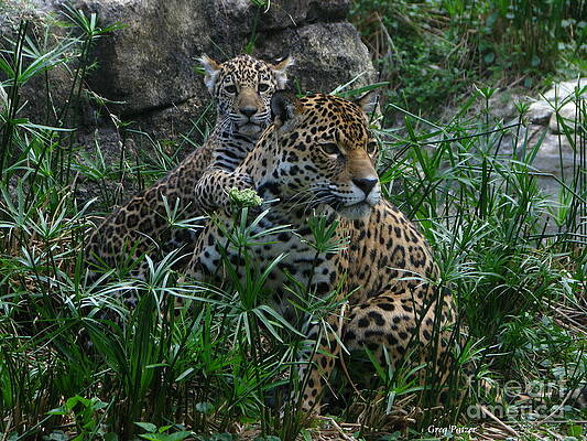 Mother and Child by Greg Patzer Mother and Child by Greg Patzer