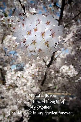 Wall Art - Photograph - Cherry Blossom Flower #1 by Crystal Wightman