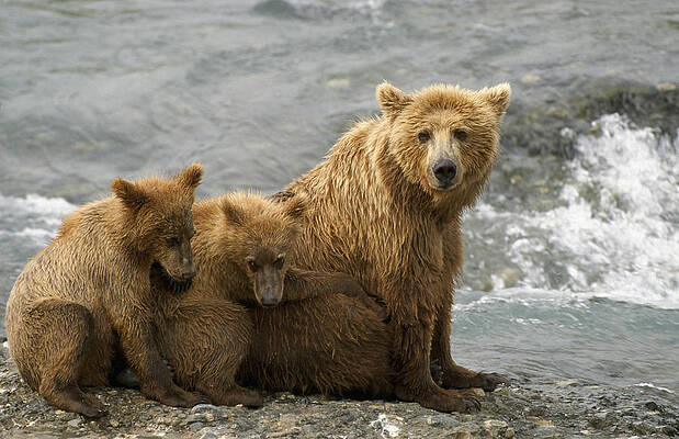 Wall Art - Photograph - Mother Grizzly W2nd Year Cubs By River by Harry Walker