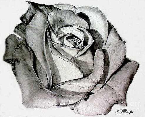 Realistic Roses Drawings Fine Art America