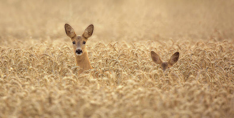Wall Art - Photograph - Mother With Child by Allan Wallberg