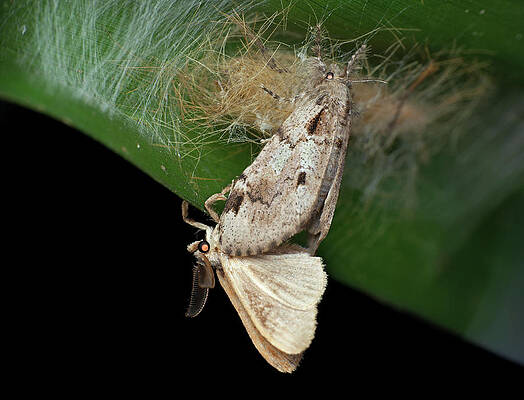 Wall Art - Photograph - Moths Mating by Science Photo Library