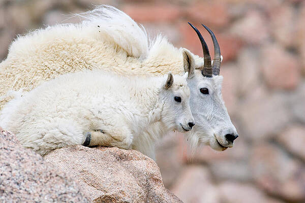 Wall Art - Photograph - Mountain Goat Kid With Mother by Craig K. Lorenz