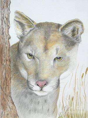 Mountain Hunter by Joette Snyder Mountain Hunter by Joette Snyder