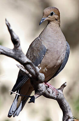 Mourning Dove by David Salter Mourning Dove by David Salter