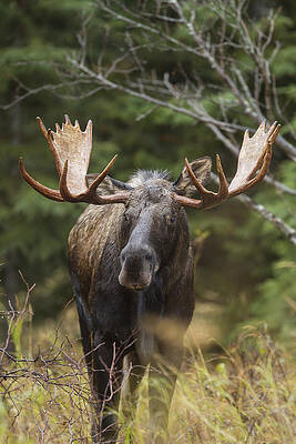 Mr. Moose by D Robert Franz Mr. Moose by D Robert Franz