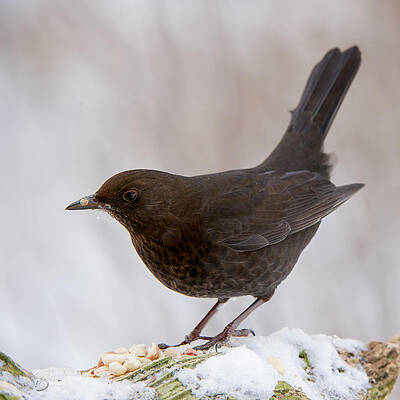 Mrs Blackbird and the peanuts by Torbjorn Swenelius Mrs Blackbird and the peanuts by Torbjorn Swenelius