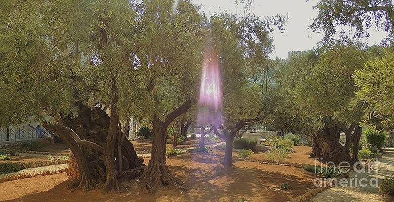 Wall Art - Photograph - Mt. of Olives Presence of the Son by Paul Smith