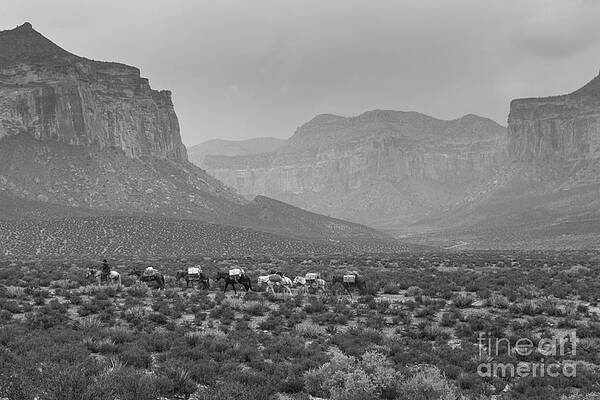 Mule Train by Nicholas Pappagallo Jr Mule Train by Nicholas Pappagallo Jr